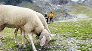 Andrea und Lena treffen bei ihrer Gletscherbegehung auf eine Schafherde.