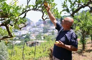 Franco Garofalo in seinem Gemüsegarten – Zitronen wachsen ganzjährig auf Capri. Franco Garofalo in seinem Gemüsegarten – Zitronen wachsen ganzjährig auf Capri.