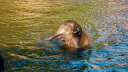 Zuckersüße Elefanten-Jungtiere warten auf die frisch gebackenen Zoo-Praktikanten. Zuckersüße Elefanten-Jungtiere warten auf die frisch gebackenen Zoo-Praktikanten.