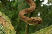 Die Insel-Lanzenotter ist eine der giftigsten Schlangen der Welt. Auf Queimada Grande jagt sie bevorzugt von B&auml;umen und B&uuml;schen aus und erlegt vor allem nichtsahnende Zugv&ouml;gel.
