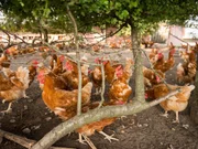 free range brown chickens in dirt under shrubs on organic farm in the netherlands near scherpenzeel in the province of utrecht free range brown chickens in dirt under shrubs on organic farm in the netherlands near scherpenzeel in the province of utrecht