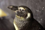 Brillenpinguin Rüdiger im Tierpark Berlin. Brillenpinguin Rüdiger im Tierpark Berlin.