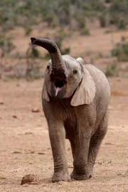 Baby elephant. Baby elephant.