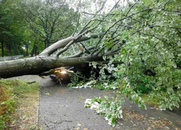 Bei Sturm und Regen krachte ein dicker Baum auf ihr Auto. Gl&uuml;ck im Ungl&uuml;ck: mit nur leichten Blessuren konnten sie sich nach einer Weile aus dem Auto selbst befreien.