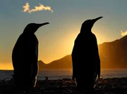 Auf S&uuml;dgeorgien blicken diese K&ouml;nigspinguine dem Fr&uuml;hling entgegen. Sie haben den ganzen Winter hier ausgeharrt.