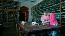 Urzeitm&uuml;tter-Forschung im Naturhistorischen Museum Wien.