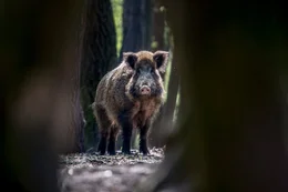 Wildschwein.