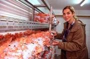 Bei den neuen "Land & lecker"-Folgen laden sich vier kreative Landfrauen und Männer gegenseitig auf ihre Höfe ein und präsentieren ihren kulinarischen Lebenstraum. In der ersten Folge geht es ins Ruhrgebiet nach Recklinghausen. Gastgeberin Sarah Küper züchtet Edelpilze, Shiitakes, Kräuterseitlinge, Rosen- und Zitronenseitlinge. Bei den neuen "Land & lecker"-Folgen laden sich vier kreative Landfrauen und Männer gegenseitig auf ihre Höfe ein und präsentieren ihren kulinarischen Lebenstraum. In der ersten Folge geht es ins Ruhrgebiet nach Recklinghausen. Gastgeberin Sarah Küper züchtet Edelpilze, Shiitakes, Kräuterseitlinge, Rosen- und Zitronenseitlinge.