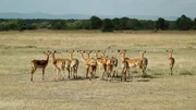 Antilopen.
