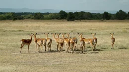 Antilopen.