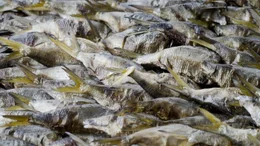 Ger&auml;ucherter Bonga-Fisch wird auf dem Markt in Tanji angeboten