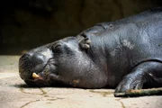 Zwergflusspferd Debbi im Zoo Berlin. Zwergflusspferd Debbi im Zoo Berlin.