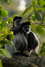 Das sind Mantel-Guereza-Colobusaffen (Colobus guereza), eine Art, die in den Wäldern Zentral- und Ostafrikas heimisch ist. Das sind Mantel-Guereza-Colobusaffen (Colobus guereza), eine Art, die in den Wäldern Zentral- und Ostafrikas heimisch ist.