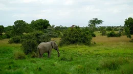 Kenia, Elephant