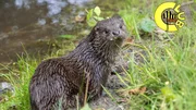 Im Tigerenten Club geht es diesmal um die faszinierenden Otter. Im Tigerenten Club geht es diesmal um die faszinierenden Otter.