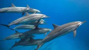 Das Bild zeigt eine Gruppe von Spinnerdelfinen (Stenella longirostris), die gemeinsam durch das klare tropische Wasser gleiten. Das Bild zeigt eine Gruppe von Spinnerdelfinen (Stenella longirostris), die gemeinsam durch das klare tropische Wasser gleiten.