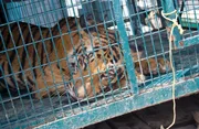 Tiger in a cage in the Sundarbans. Tiger in a cage in the Sundarbans.