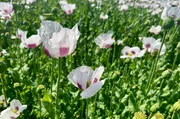 Tschechien ist einer der größten Produzenten von Speisemohn weltweit. 80 Prozent des Mohns wird exportiert. Tschechien ist einer der größten Produzenten von Speisemohn weltweit. 80 Prozent des Mohns wird exportiert.