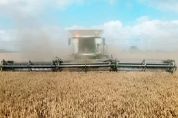 Weizenernte mit M&auml;hdrescher bei Nauen in Brandenburg