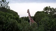 Giraffe.