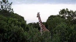 Giraffe.