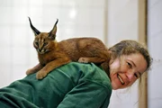 Vier Wochen alt sind die Karakaljungen, aber Namen haben sie noch nicht. Daf&uuml;r muss Tierpflegerin Petra Schr&ouml;der erst noch ihren Atlas befragen.
