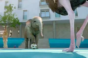 Das Giraffenkind und das Elefantenbaby lassen sich von den Straußen und Nilpferden nicht beeindrucken und zeigen den Erwachsenen ihre raffiniertesten Fußballmanöver. Das Giraffenkind und das Elefantenbaby lassen sich von den Straußen und Nilpferden nicht beeindrucken und zeigen den Erwachsenen ihre raffiniertesten Fußballmanöver.