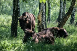 Wisent - das europ&auml;ische Bison.