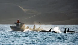 Ein Verband Schwertwale begleitet ein Boot.