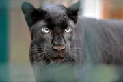 Acht Monate alt sind die jungen Panther und d&uuml;rfen nun gemeinsam mit ihren Eltern ins Au&szlig;engehege.