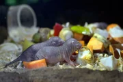 Zwei Nacktmullen im Tierpark Berlin. Zwei Nacktmullen im Tierpark Berlin.