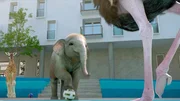 Das Giraffenkind und das Elefantenbaby lassen sich von den Straußen und Nilpferden nicht beeindrucken und zeigen den Erwachsenen ihre raffiniertesten Fußballmanöver. Das Giraffenkind und das Elefantenbaby lassen sich von den Straußen und Nilpferden nicht beeindrucken und zeigen den Erwachsenen ihre raffiniertesten Fußballmanöver.