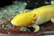 Ein Durchbruch in Sachen Nachwuchs kann der Tierpark bei den Axolotls verzeichnen: Nach mehreren Versuchen in den letzten Jahren ist nun eine ganze Reihe von mexikanischen Schwanzlurchen geschlüpft. Ein Durchbruch in Sachen Nachwuchs kann der Tierpark bei den Axolotls verzeichnen: Nach mehreren Versuchen in den letzten Jahren ist nun eine ganze Reihe von mexikanischen Schwanzlurchen geschlüpft.