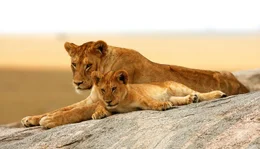 ARD/NDR L&Ouml;WEN (1), "Das wahre Leben der Raubkatzen", am Sonntag (05.07.20) um 13:15 Uhr im ERSTEN. Siesta: L&ouml;wenweibchen haben w&auml;hrend der Aufzucht nur selten Zeit zum Ausruhen. &copy; NDR/Reinhard Radke, honorarfrei - Verwendung gem&auml;&szlig; der AGB im engen inhaltlichen, redaktionellen Zusammenhang mit genannter NDR-Sendung bei Nennung "Bild: NDR/Reinhard Radke" (S2). NDR Presse und Information/Fotoredaktion, Tel: 040/4156-2306 oder -2305, pressefoto@ndr.de