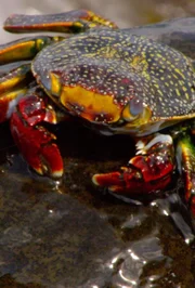 Bei diesem Tier handelt es sich um eine Sally-Lightfoot-Krabbe (Grapsus grapsus), die für ihren leuchtenden, bunten Panzer und ihre flinken Bewegungen an felsigen Küsten bekannt ist. Bei diesem Tier handelt es sich um eine Sally-Lightfoot-Krabbe (Grapsus grapsus), die für ihren leuchtenden, bunten Panzer und ihre flinken Bewegungen an felsigen Küsten bekannt ist.