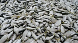 Ein Haufen voller Bonga-Fische ausgebreitet auf dem Markt in Tanji.
