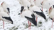 Der Storch ist zurück. Einst war er selten, jetzt breitet er sich immer mehr aus. Das birgt Konflikte: Der Glücksbringer wird auch mal zur Nervensäge. Der Storch ist zurück. Einst war er selten, jetzt breitet er sich immer mehr aus. Das birgt Konflikte: Der Glücksbringer wird auch mal zur Nervensäge.