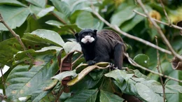Schnurrbart-Tamarin beim Fr&uuml;hst&uuml;ck