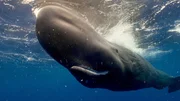 Ein junges Pottwalkalb (Physeter macrocephalus) wartet an der Wasseroberfläche, während seine Mutter in der Tiefe jagt. Karibisches Meer, vor der Küste von Dominica, Atlantischer Ozean. Ein junges Pottwalkalb (Physeter macrocephalus) wartet an der Wasseroberfläche, während seine Mutter in der Tiefe jagt. Karibisches Meer, vor der Küste von Dominica, Atlantischer Ozean.