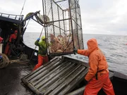 Action shot of the Kodiak crew pulling up a pot of crab.