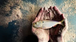 Ge&ouml;ffnete H&auml;nde, in denen ein Bonga-Fisch liegt