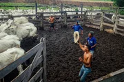 Als „Comitiva“ bezeichnet man im Pantanal einen Trupp von Viehhirten – hier sind sie bei der Arbeit zu sehen. Als „Comitiva“ bezeichnet man im Pantanal einen Trupp von Viehhirten – hier sind sie bei der Arbeit zu sehen.