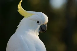 Yellow-crested cockatoo