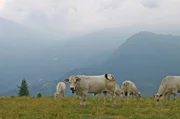Oberhalb von Ostana weiden die K&uuml;he von Senner Bruno.