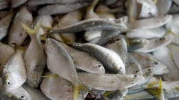 Bonga-Fische liegen aufeinander auf dem Markt in Tanji.
