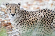 Tieergarten Schönbrunn, Leopard während 'Das ist Österreich' Tieergarten Schönbrunn, Leopard während 'Das ist Österreich'
