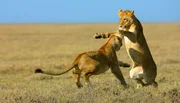 ARD/NDR L&Ouml;WEN (1), "Das wahre Leben der Raubkatzen", am Sonntag (05.07.20) um 13:15 Uhr im ERSTEN. Auch untereinander gibt es zwischen den J&auml;gerinnen im Rudel mal Streit. &copy; NDR/Reinhard Radke, honorarfrei - Verwendung gem&auml;&szlig; der AGB im engen inhaltlichen, redaktionellen Zusammenhang mit genannter NDR-Sendung bei Nennung "Bild: NDR/Reinhard Radke" (S2). NDR Presse und Information/Fotoredaktion, Tel: 040/4156-2306 oder -2305, pressefoto@ndr.de