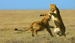 ARD/NDR L&Ouml;WEN (1), "Das wahre Leben der Raubkatzen", am Sonntag (05.07.20) um 13:15 Uhr im ERSTEN. Auch untereinander gibt es zwischen den J&auml;gerinnen im Rudel mal Streit. &copy; NDR/Reinhard Radke, honorarfrei - Verwendung gem&auml;&szlig; der AGB im engen inhaltlichen, redaktionellen Zusammenhang mit genannter NDR-Sendung bei Nennung "Bild: NDR/Reinhard Radke" (S2). NDR Presse und Information/Fotoredaktion, Tel: 040/4156-2306 oder -2305, pressefoto@ndr.de