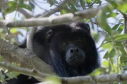 Hoch oben in den Baumkronen und nicht leicht zu entdecken: Die Schwarzen Brüllaffen siedeln sich in einer abgelegenen Waldparzelle an. Hoch oben in den Baumkronen und nicht leicht zu entdecken: Die Schwarzen Brüllaffen siedeln sich in einer abgelegenen Waldparzelle an.