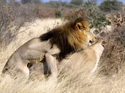Kalahari-L&ouml;wen unterscheiden sich von Artgenossen in anderen Regionen Afrikas: Sie sind gr&ouml;&szlig;er und schlanker, ihr Fell ist heller, die M&auml;hne ausgewachsener M&auml;nnchen fast schwarz.